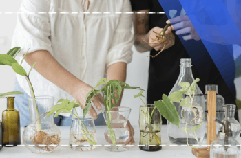 Ausbildung Programm für Medizinische und Aromatische Pflanzen