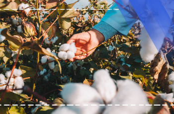 Ausbildung zu Naturfasern