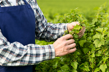 Avrupa Birliği Yeşil Mutabakat’ a Uyum Sürecinde Tarım ve Gıda Sektöründe Sürdürülebilirlik Eğitimi