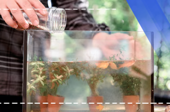 Einrichtung, Pflege und Fütterung von Süßwasseraquarien Schulung