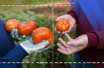 Importance of Soil Analysis in Tomato Farming Training Program