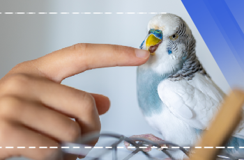 Kafes Kuşları Bakımı, Beslenmesi ve Sağlık Sorunları