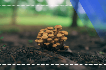Mushroom Cultivation Technique Training Program