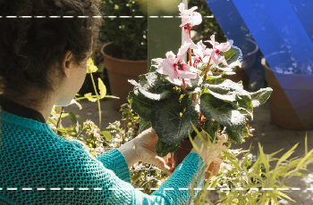 Ornamental Plant Cultivation