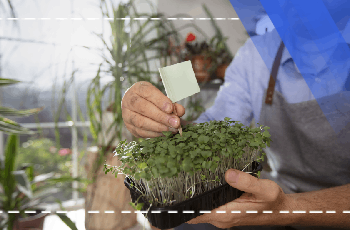 Plant Breeding Training Program