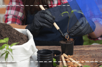 Plant Nutrition and Fertilizers Training Program