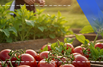 Sebze Yetiştiriciliği Eğitimi