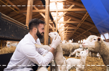 Small Ruminant Breeding Training