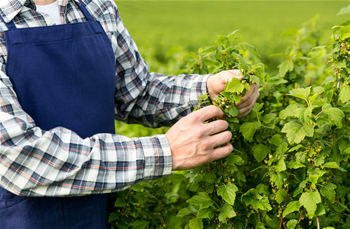 Sustainability in the Agriculture and Food Sector within the EU Green Deal Compliance Process